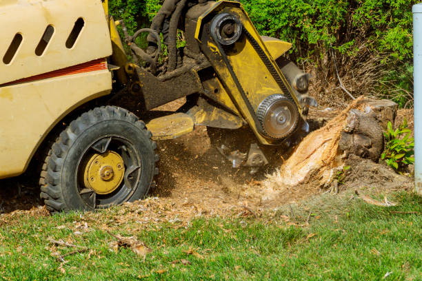 How Our Tree Care Process Works  in  West Salem, OH